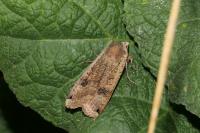 Noctua pronuba