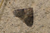 Cymatophorina diluta