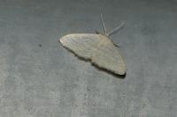 Idaea subsericeata