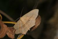 Scopula imitaria