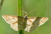 Idaea macilentaria