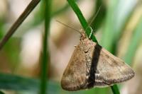 Pyrausta despicata