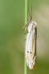 Spiris striata