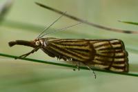 Chrysocrambus linetella