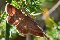 Scopula rubiginata