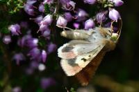 Helicoverpa armigera
