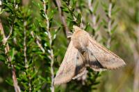 Helicoverpa armigera