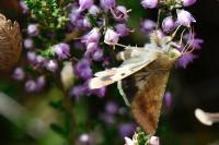 Helicoverpa armigera