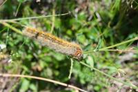 Lasiocampa trifolii