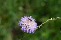 Nemophora metallica