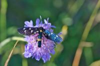 Syntomis phegea