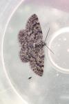 Ematurga atomaria
