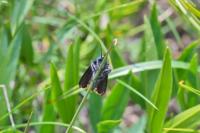 Catastia marginea