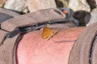 Idaea flaveolaria