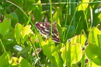 Pyrausta purpuralis