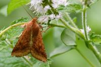 Helicoverpa armigera