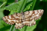 Ematurga atomaria