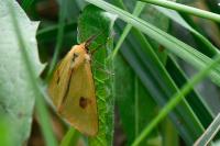 Diacrisia sannio