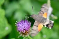 Macroglossum stellatarum