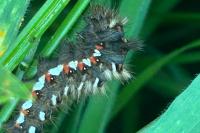 Acronicta rumicis