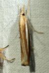 Agriphila tristella