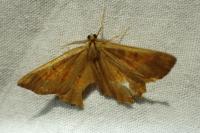 Angerona prunaria