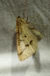 Aspitates ochrearia