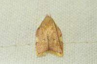 Carcina quercana