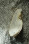 Cilix hispanica