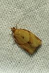 Clepsis consimilana