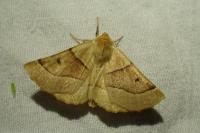 Crocallis elinguaria