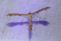Oxyptilus
