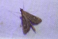 Dolicharthria punctalis