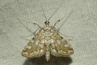 Elophila nymphaeata