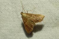 Endotricha flammealis