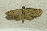 Eupithecia virgaureata