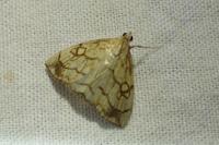 Evergestis pallidata