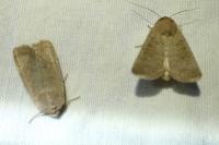 Hoplodrina