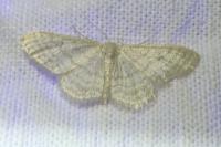Idaea subsericeata