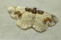 Ligdia adustata
