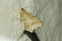 Macaria