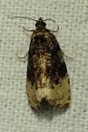 Metendothenia atropunctana