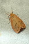 Miltochrista miniata