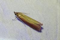 Oncocera semirubella