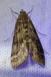 Parapoynx stratiotata