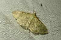Patania ruralis