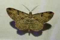 Peribatodes rhomboidaria