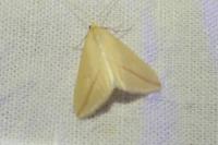 Rhodometra sacraria