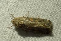 Spodoptera exigua