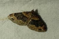 Xanthorhoe ferrugata